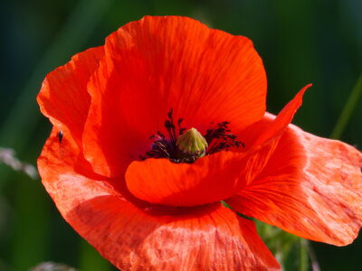 Wiesenausflug Blume 1  (Bild vergr&ouml;&szlig;ern)