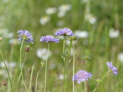 Wiesenausflug Blume 2  (Bild vergr&ouml;&szlig;ern)