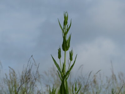 Wiesenausflug Blume 3  (Bild vergr&ouml;&szlig;ern)