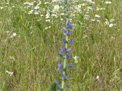 Wiesenausflug Blume 4  (Bild vergr&ouml;&szlig;ern)