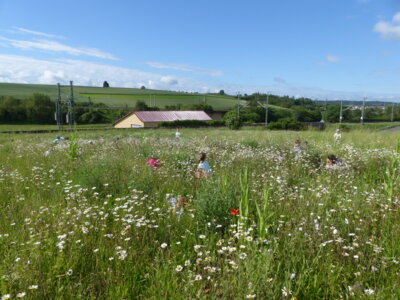 Wiesenausflug Blume 5  (Bild vergr&ouml;&szlig;ern)