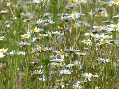 Wiesenausflug Blume 6  (Bild vergr&ouml;&szlig;ern)