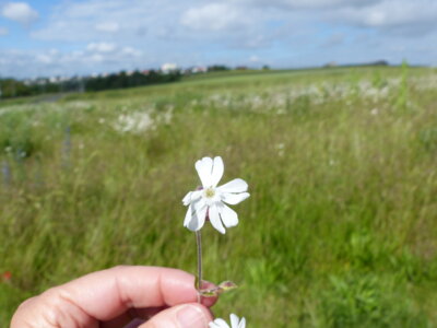 Wiesenausflug Blume 7  (Bild vergr&ouml;&szlig;ern)