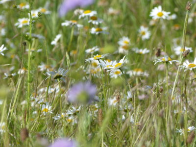 Wiesenausflug Blume 8  (Bild vergr&ouml;&szlig;ern)