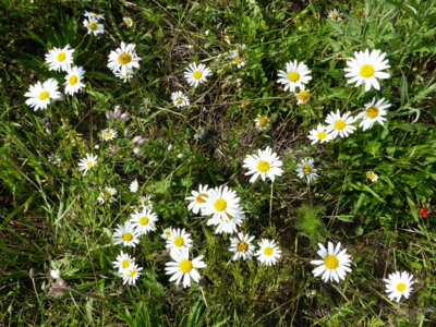 Wiesenausflug Blume 9  (Bild vergr&ouml;&szlig;ern)