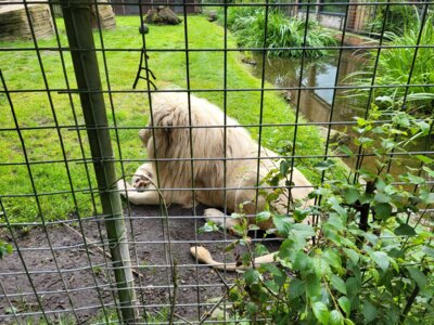 Foto des Albums: Tierpark Thüle 2024