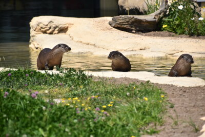Foto des Albums: Pfingstausfahrt der Jugend