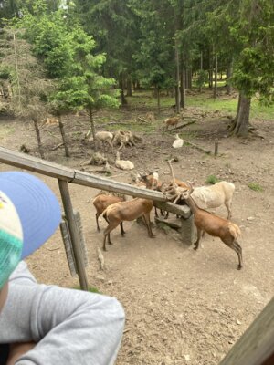 Foto des Albums: Besuch aus der Partnerschule in Cheb im Wildpark Mehlmeisel und im Kräuterdorf Nagel (12. 06. 2024)