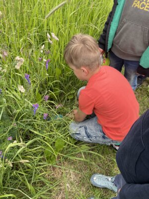 Foto des Albums: Wiesenforscher der Nagler Klasse 1/2 b (13. 06. 2024)