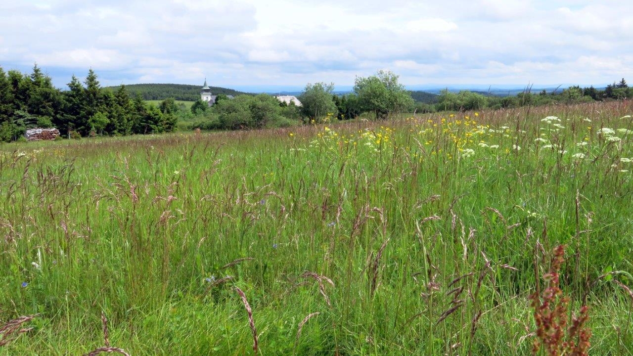 Bild: Blumenwiese 2
