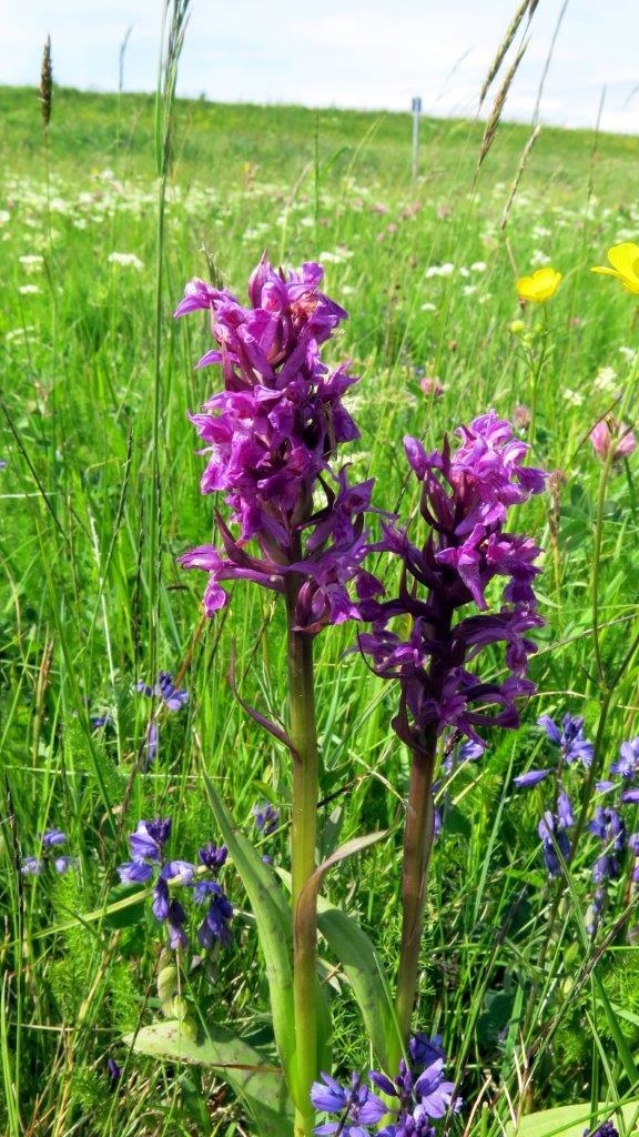 Bild: Breitblaettrige Kuckucksblume