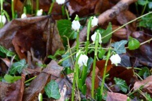 Foto des Albums: Schlossparkpflege Feb. 2024
