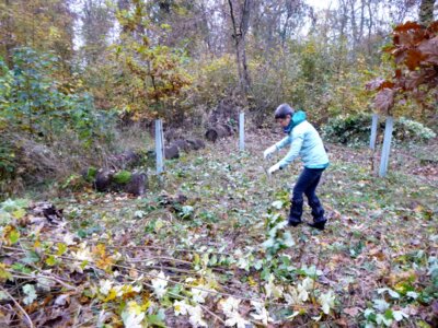 Parkfplege  (Bild vergr&ouml;&szlig;ern)