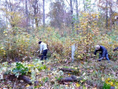 Parkpflege  (Bild vergr&ouml;&szlig;ern)