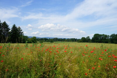 Unsere Landschaft  (Bild vergr&ouml;&szlig;ern)