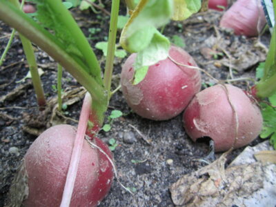 Ernte 