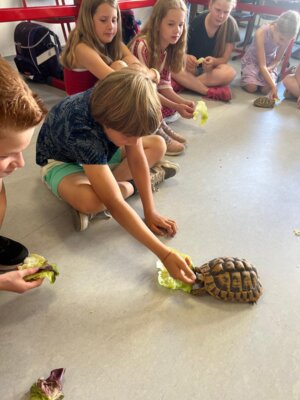 Foto des Albums: Schildkröten zu Besuch in Klasse 4.1