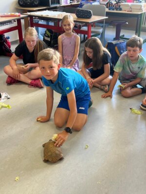 Foto des Albums: Schildkröten zu Besuch in Klasse 4.1
