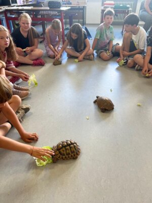 Foto des Albums: Schildkröten zu Besuch in Klasse 4.1