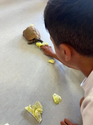 Foto des Albums: Schildkröten zu Besuch in Klasse 4.1