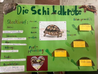 Foto des Albums: Schildkröten zu Besuch in Klasse 4.1
