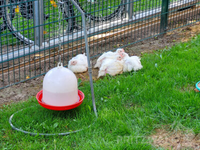 Foto des Albums: Sommertour mit dem Bürgermeister 2024 - Teil 1