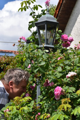 Foto des Albums: Tag der offenen Gartentür am 30. Juni 2024 in Ruhstorf und Pischelsdorf