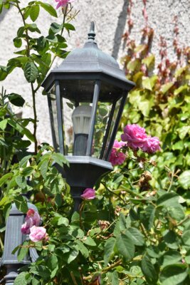 Foto des Albums: Tag der offenen Gartentür am 30. Juni 2024 in Ruhstorf und Pischelsdorf
