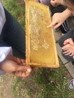 Foto des Albums: Bienen 2024