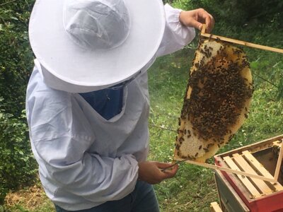 Foto des Albums: Bienen 2024