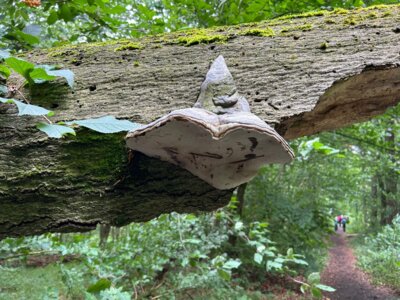 Foto des Albums: Paschenburg, Höhlen und Springsteine