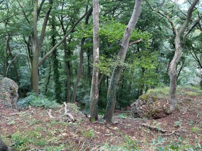Foto des Albums: Paschenburg, Höhlen und Springsteine