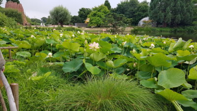 Foto des Albums: Sommerfahrt 2021