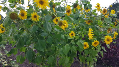 Foto des Albums: Sommerfahrt 2021