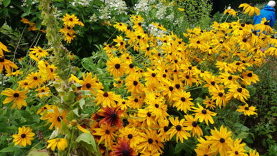Foto des Albums: Sommerfahrt 2021