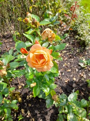 Foto des Albums: Sommerfahrt 2021