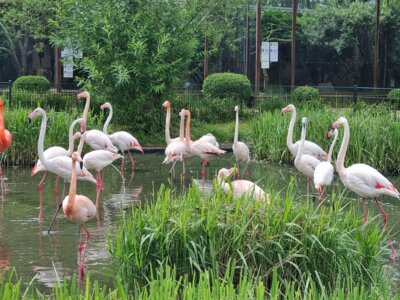 Foto des Albums: Vogelpark Niendorf