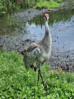 Foto des Albums: Vogelpark Niendorf