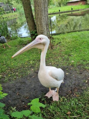 Foto des Albums: Vogelpark Niendorf