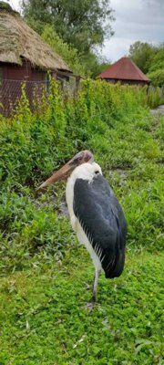 Foto des Albums: Vogelpark Niendorf
