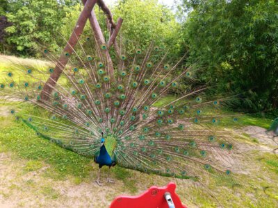 Foto des Albums: Vogelpark Niendorf