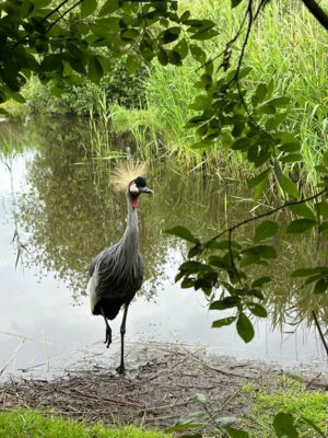 Foto des Albums: Vogelpark Niendorf