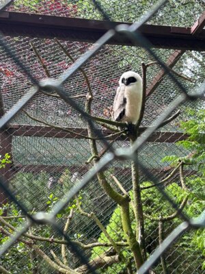 Foto des Albums: Vogelpark Niendorf
