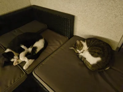 Foto des Albums: Bob und Nelly