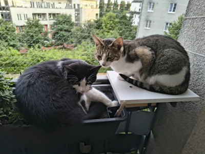 Foto des Albums: Bob und Nelly