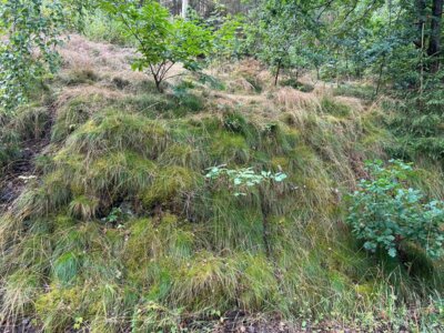 Begr&uuml;nter Wasserfall??  (Bild vergr&ouml;&szlig;ern)