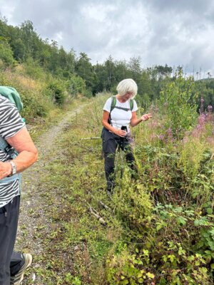 Brombeeren, Brombeeren...  (Bild vergr&ouml;&szlig;ern)