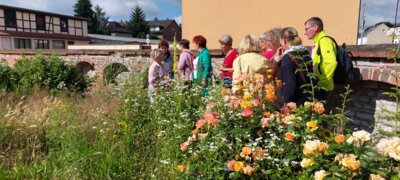 Foto des Albums: Führung durch Gardelegen mit Kräuterfrau Maria Hellge (23.06.2024)