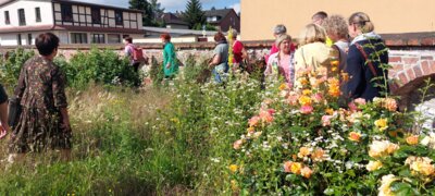 Foto des Albums: Führung durch Gardelegen mit Kräuterfrau Maria Hellge (23.06.2024)