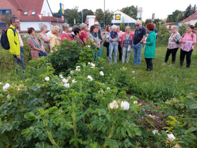 Foto des Albums: Führung durch Gardelegen mit Kräuterfrau Maria Hellge (23.06.2024)